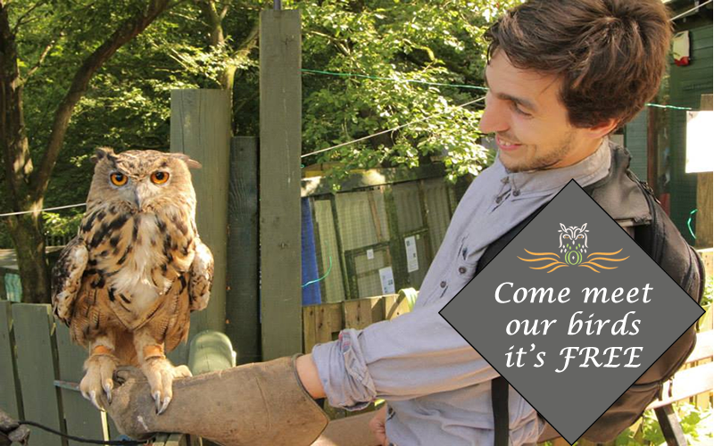 Come meet our birds